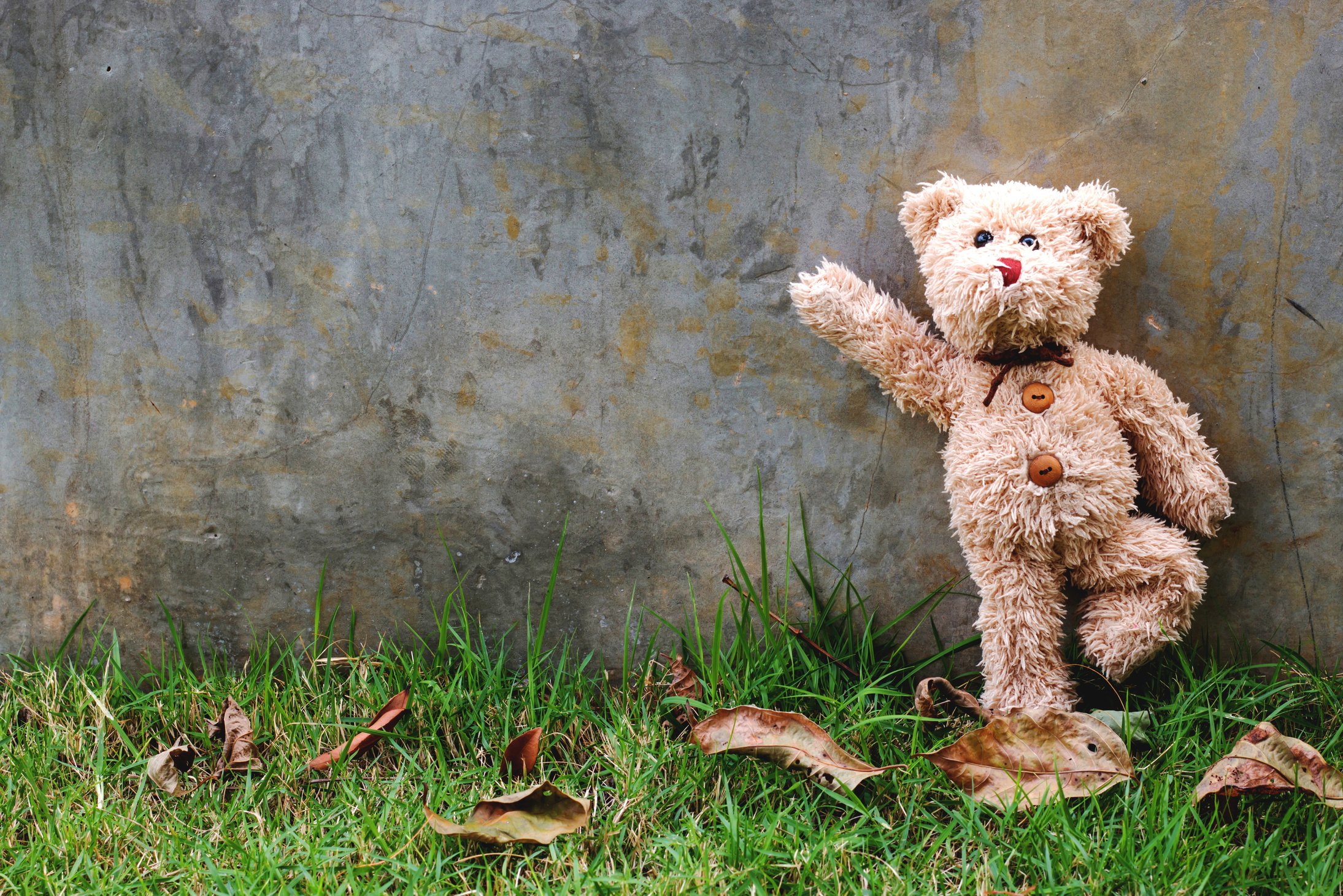 teddy bear background